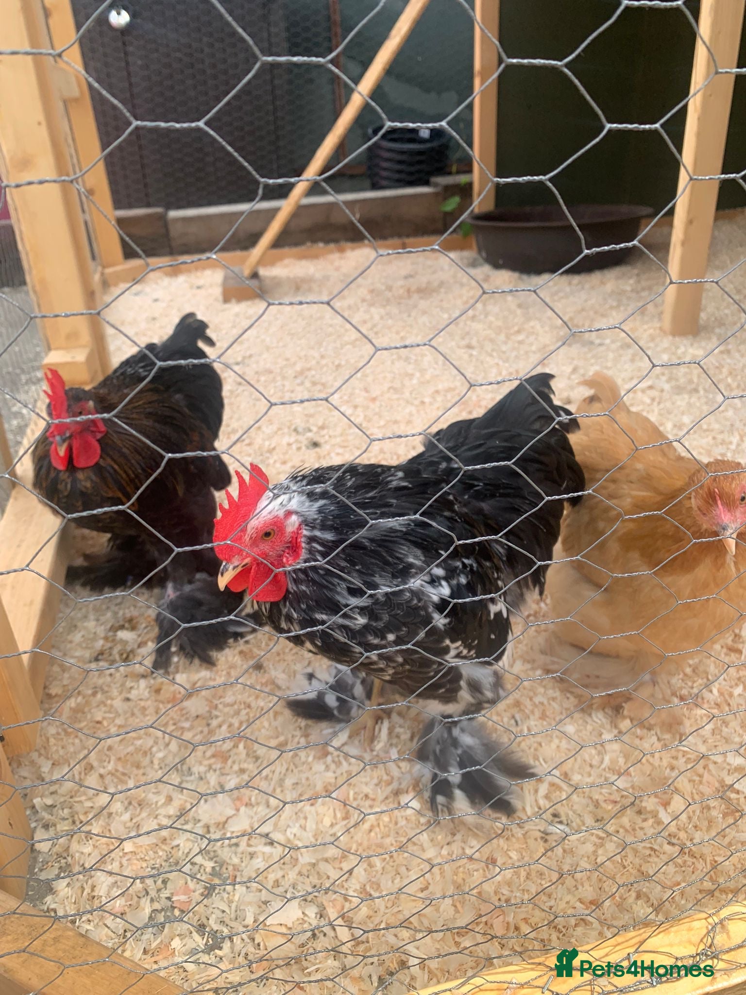 Chickens poultry for sale: Bantam chickens  in Gillingham - Advert 3