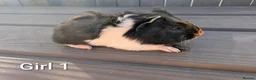 Guinea Pig rodents for sale: Funky babies  in Washington - Advert 9