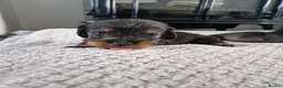 Dachshund dogs for sale: Wirehaired daschunds pups (teckle) - Advert 16