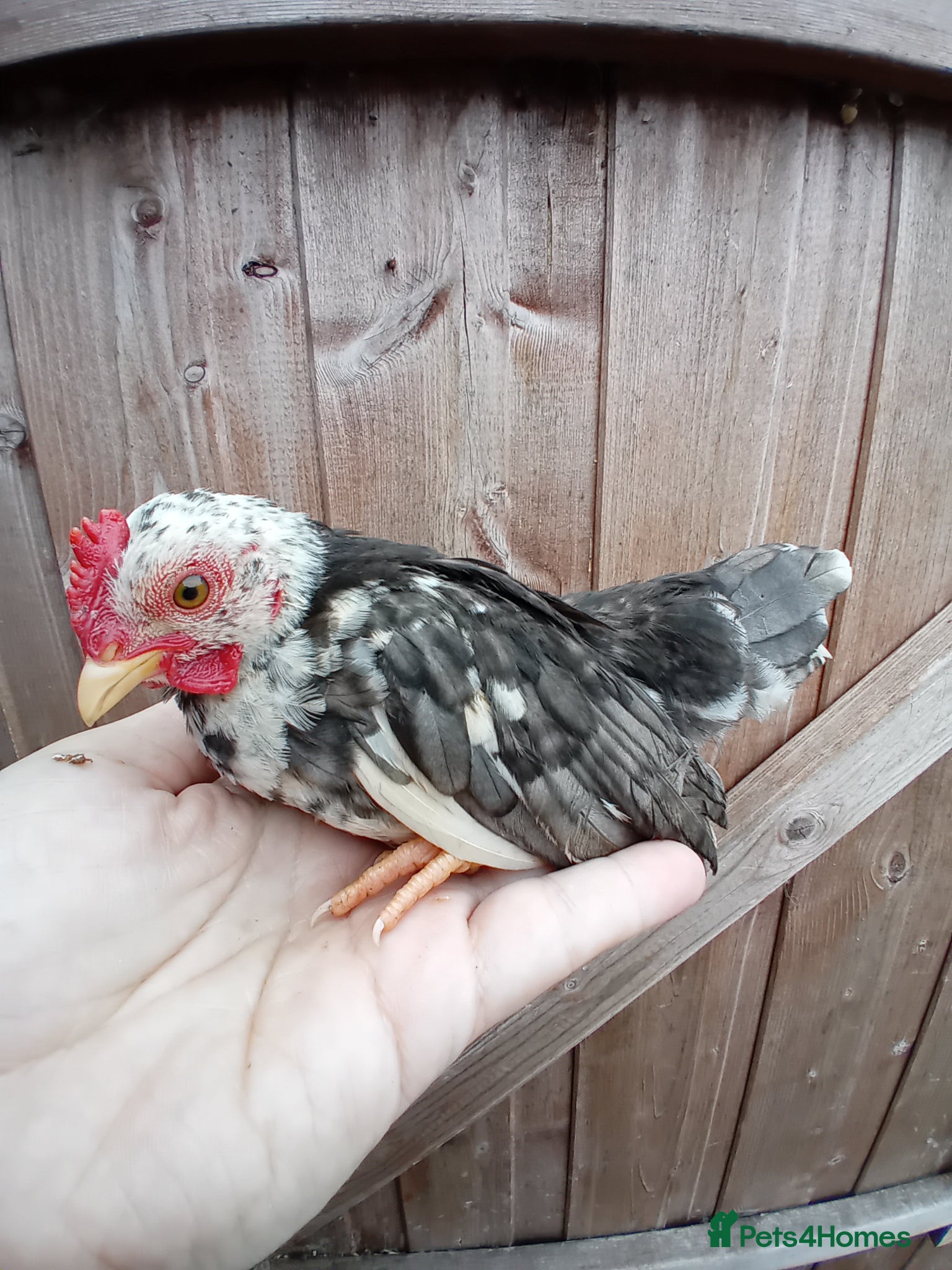 Chickens poultry Serama Roosters Available - Advert 9
