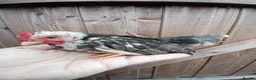 Chickens poultry for sale: Serama Roosters Available - Advert 1