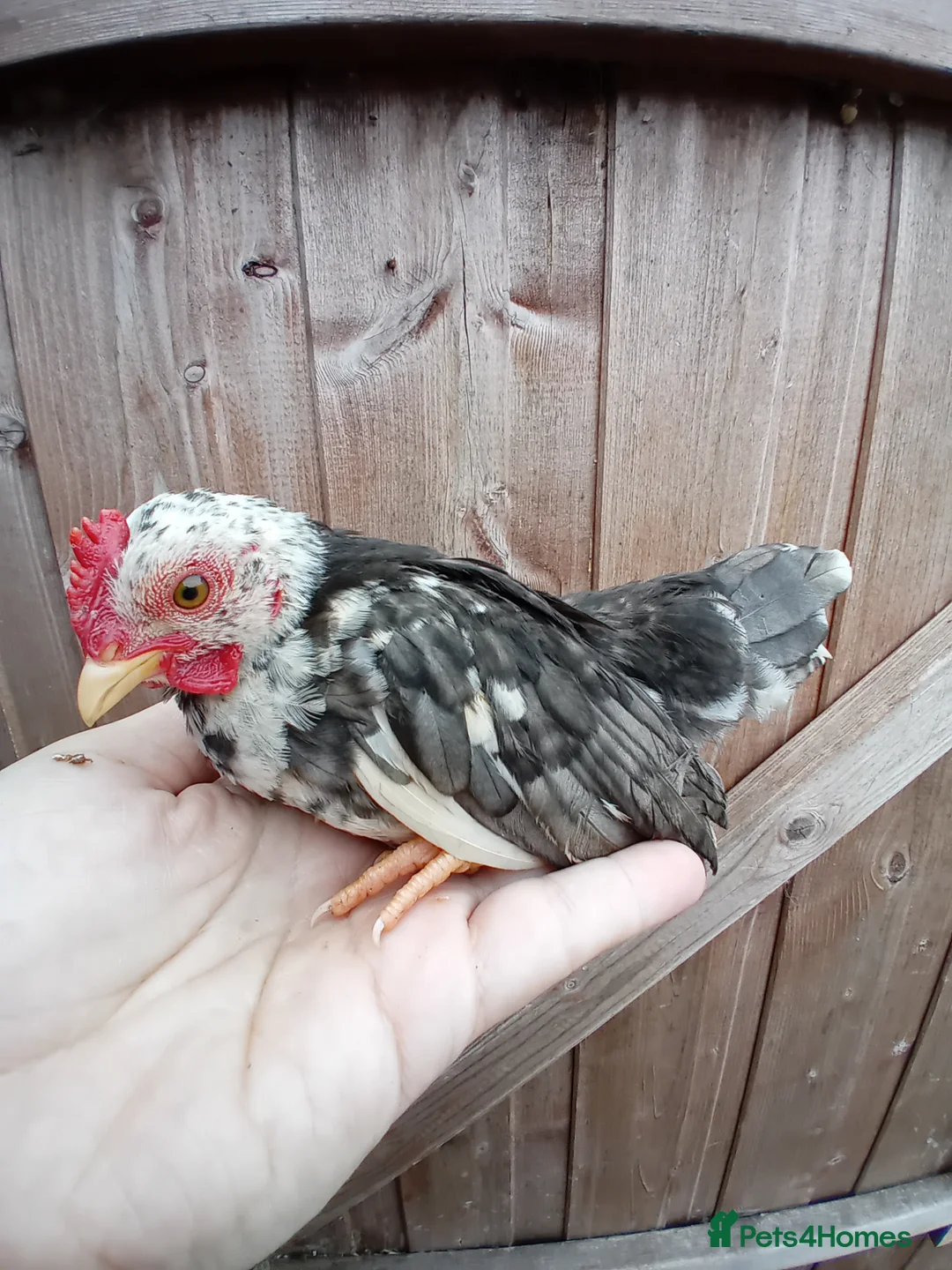 Chickens poultry for sale: Serama Roosters Available - Advert 1