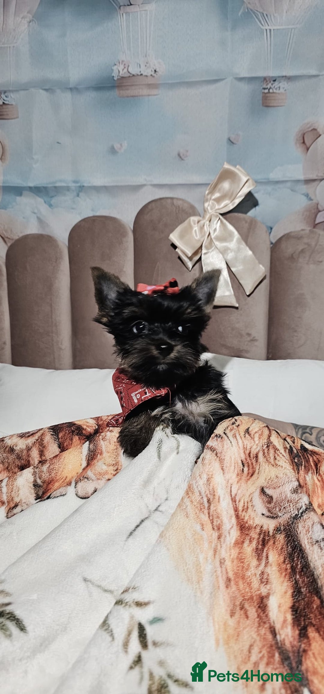 Yorkshire Terrier dogs for sale: Tiny miniature Yorkshire terriers - Advert 6