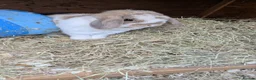 English Lop rabbits for sale: Need rehoming  in Blandford Forum - Advert 3