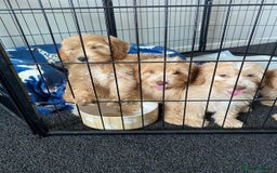 Cockapoo dogs for sale: STUNNING F1 COCKAPOO PUPPIES  - Image 5