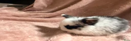 Mini Lop rabbits for sale: Pure Mini lops - Advert 5