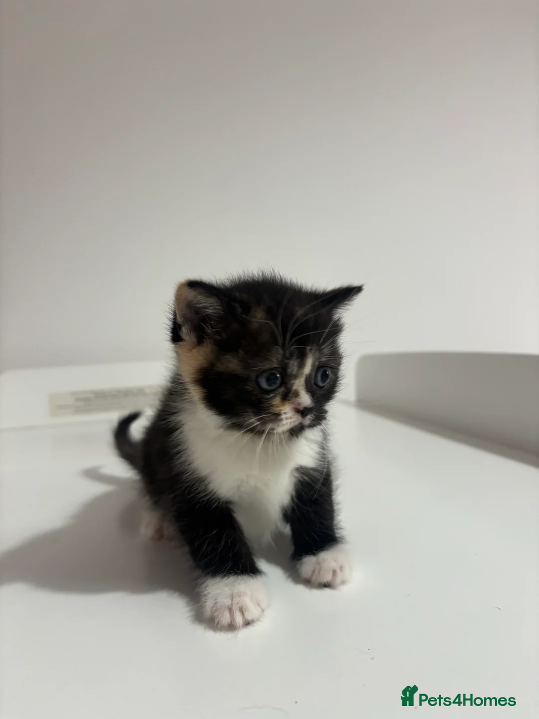 Scottish Fold cats for sale: Scottish fold straight and folded ears - Advert 16