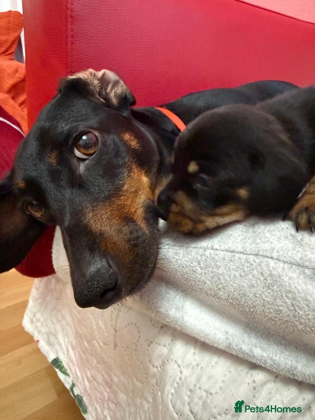 Dachshund dogs for sale: Dachshund miniature  - Image 5