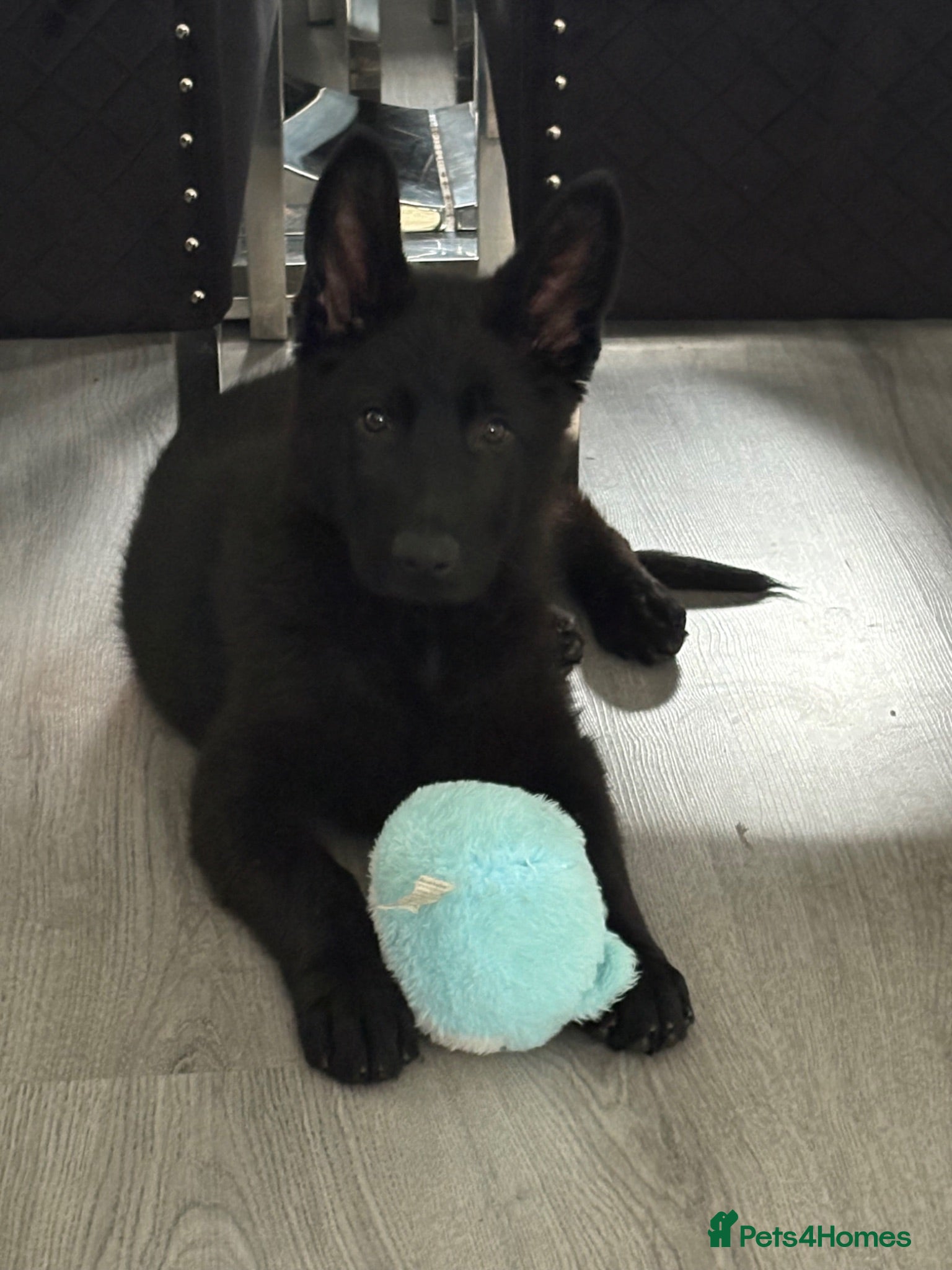 German Shepherd dogs BIG BONED KC FEMALE - Advert 11