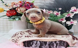 Miniature Dachshund dogs for sale: SPECTACULAR MINIATURE DACHSHUND PUPPIES - Image 1