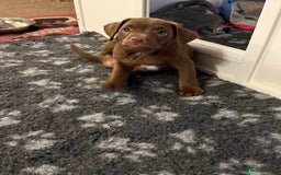 Mixed Breed dogs for sale: French bulldog/cockerspaniel 12 weeks old   - Advert 11