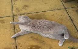 British Shorthair cats for sale: 🌸 Beautiful Lilac British Shorthair, Luna  🌸 - Image 2