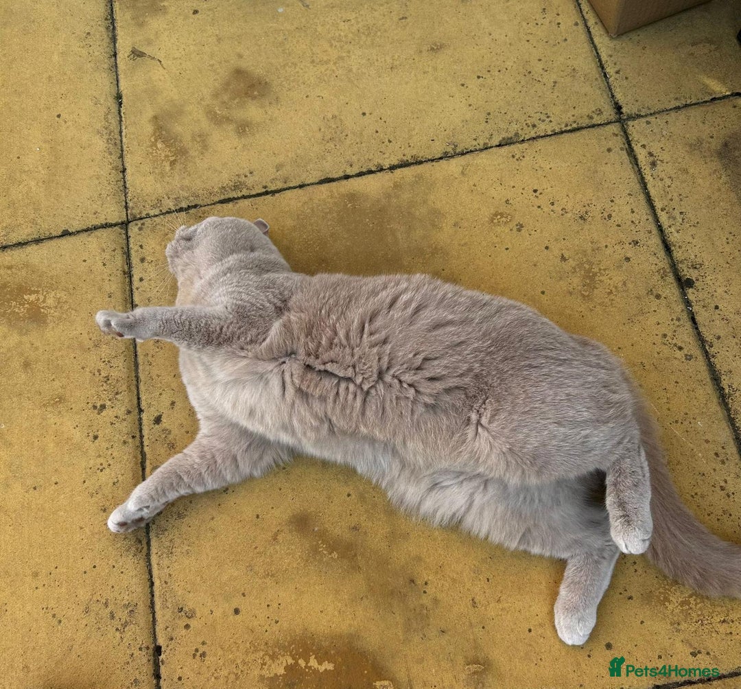 British Shorthair cats for sale: 🌸 Beautiful Lilac British Shorthair, Luna  🌸 - Image 2