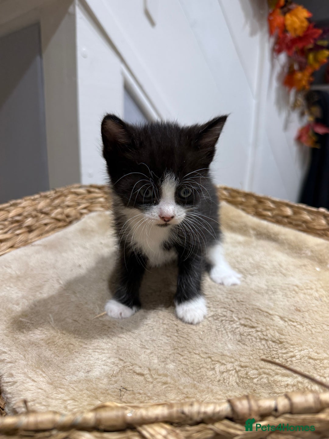 Mixed Breed cats for sale: Beautiful kittens for sale - Image 9