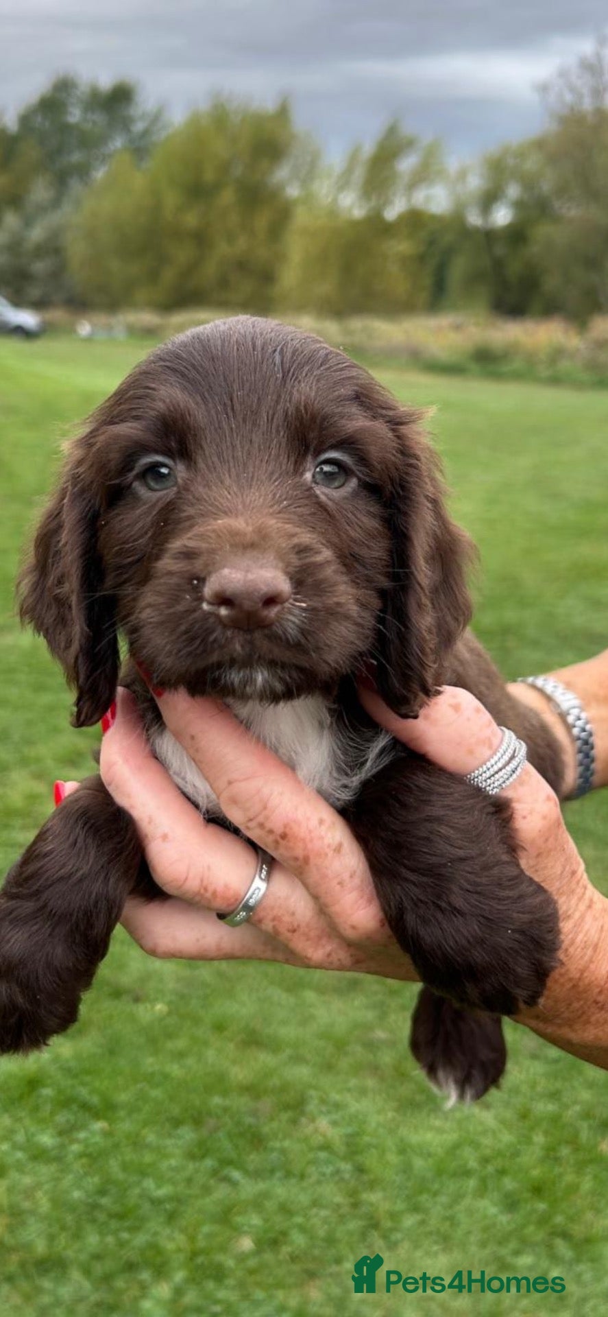 Cocker Spaniel dogs BEAUTIFUL COCKER SPANIEL PUPS FOR SALE - Advert 2