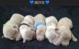 Miniature Dachshund dogs for sale: 🌟QUALITY KC REG & PRA CLR MINIATURE DACHSHUNDS🌟 - Image 8