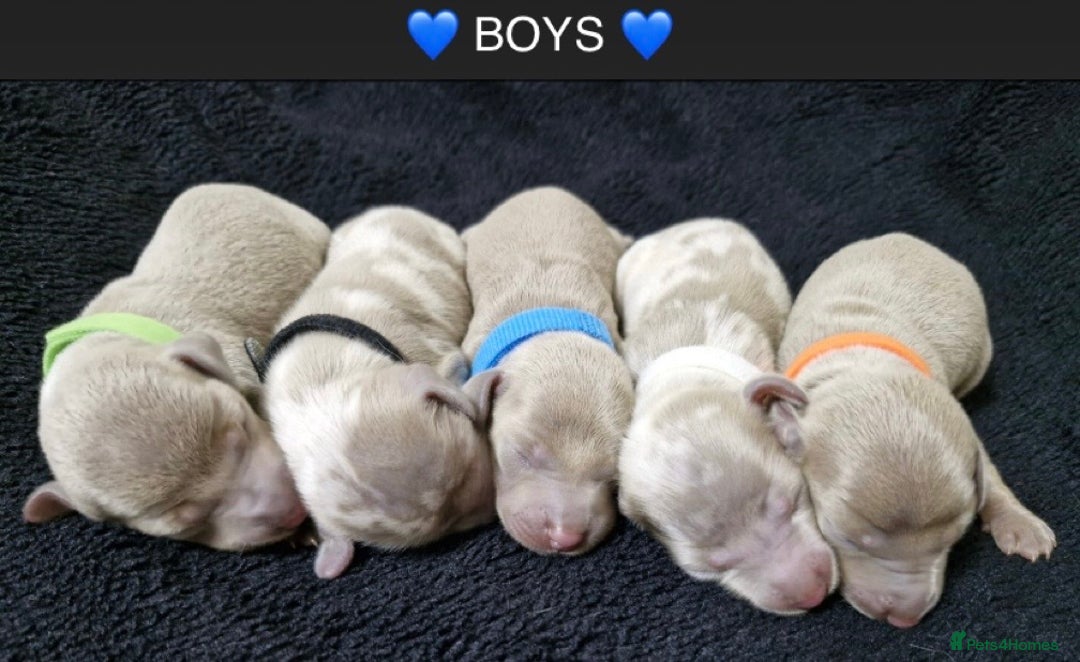 Miniature Dachshund dogs for sale: 🌟QUALITY KC REG & PRA CLR MINIATURE DACHSHUNDS🌟 - Image 8