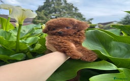 Toy Poodle dogs for sale: Asian Poodle Girl  in London - Image 7