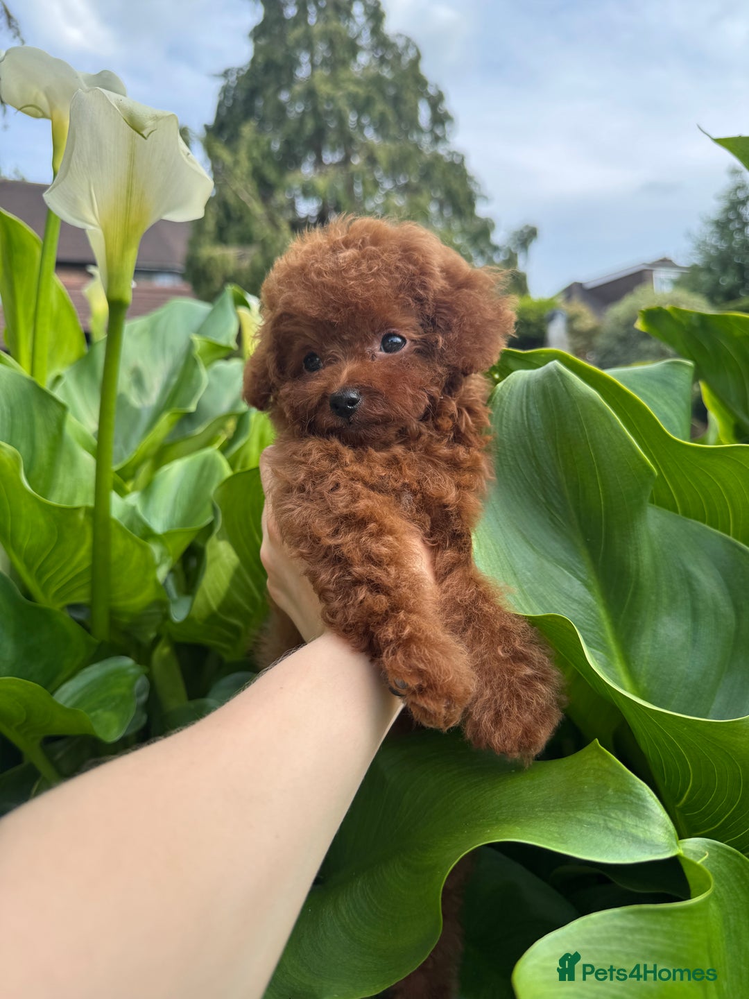 Toy Poodle dogs for sale: Asian Poodle Girl  in London - Image 7