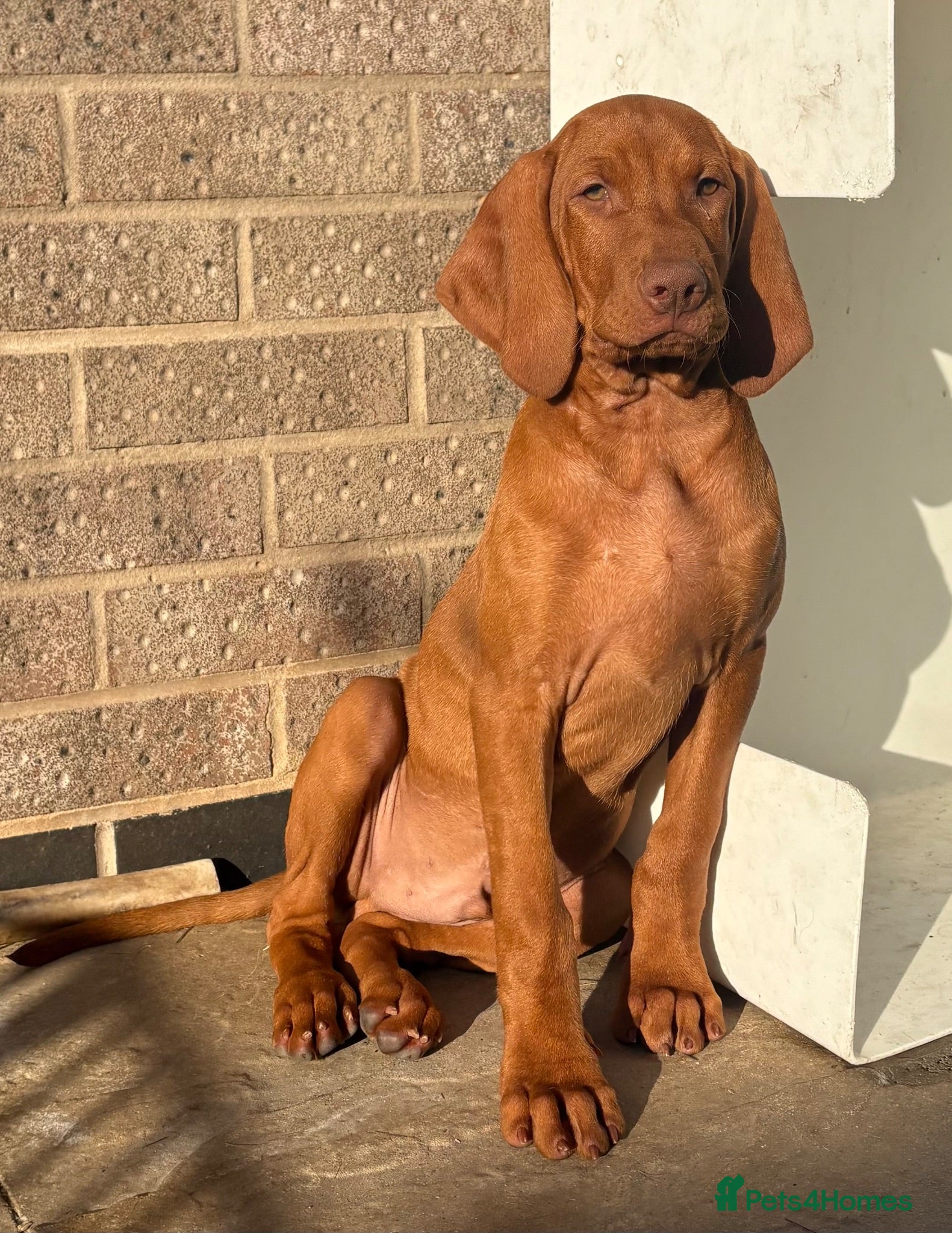 Hungarian Vizsla dogs Kc champion bred Hungarian Vizsla boy - Advert 12