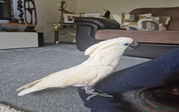 Cockatoo birds for sale: 14 year old beautiful female umbrella cockatoo - Image 5