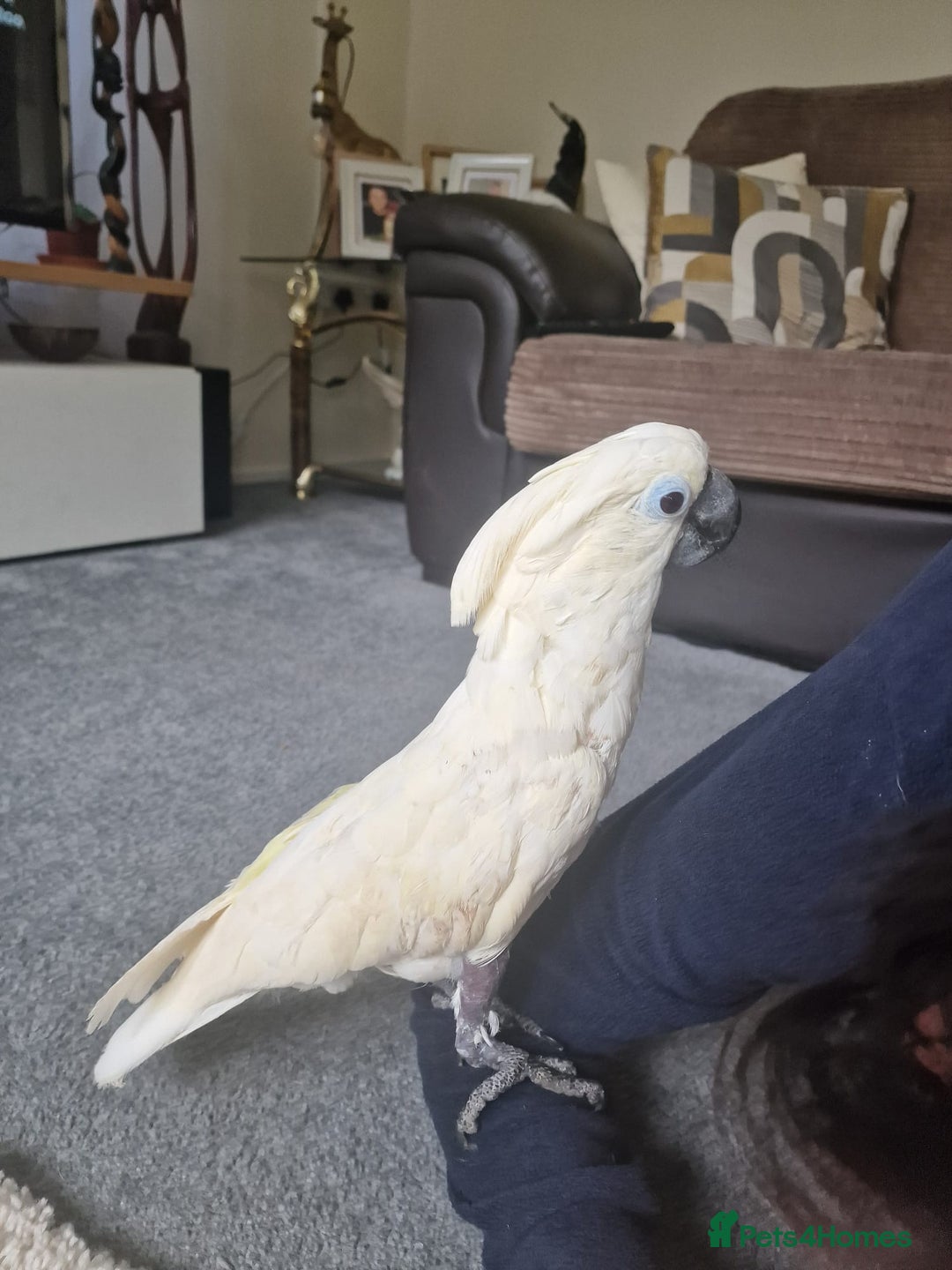 Cockatoo birds for sale: 14 year old beautiful female umbrella cockatoo - Image 5