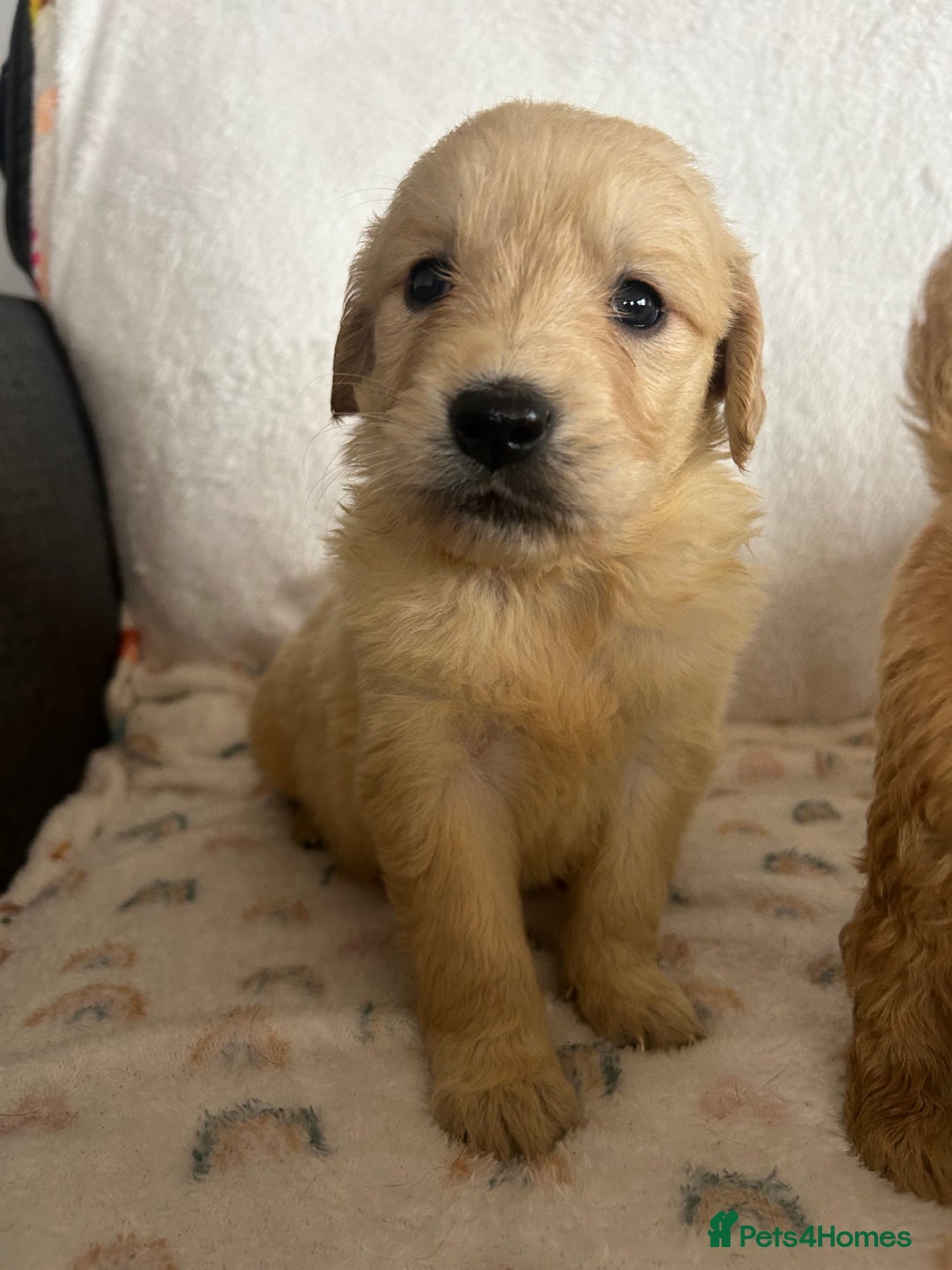 Golden Retriever dogs for sale: Beautiful golden retriever litter 🐶⭐️ - Image 19