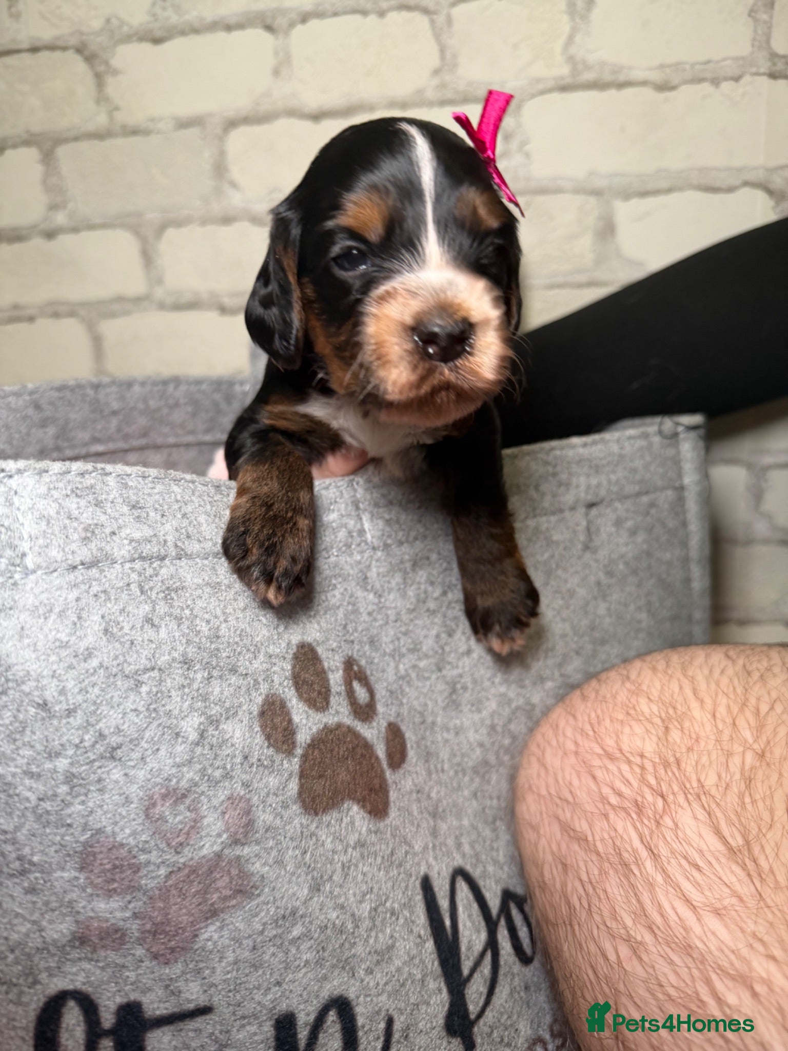Cockapoo dogs F1B cockapoo puppies from my chocolate girl  - Advert 14