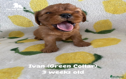 Cavalier King Charles Spaniel dogs for sale: Excessively tested Cavalier King Charles Spaniels - Image 17