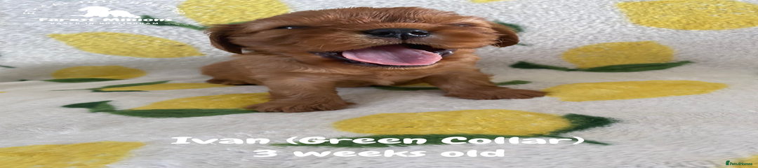 Ivan
