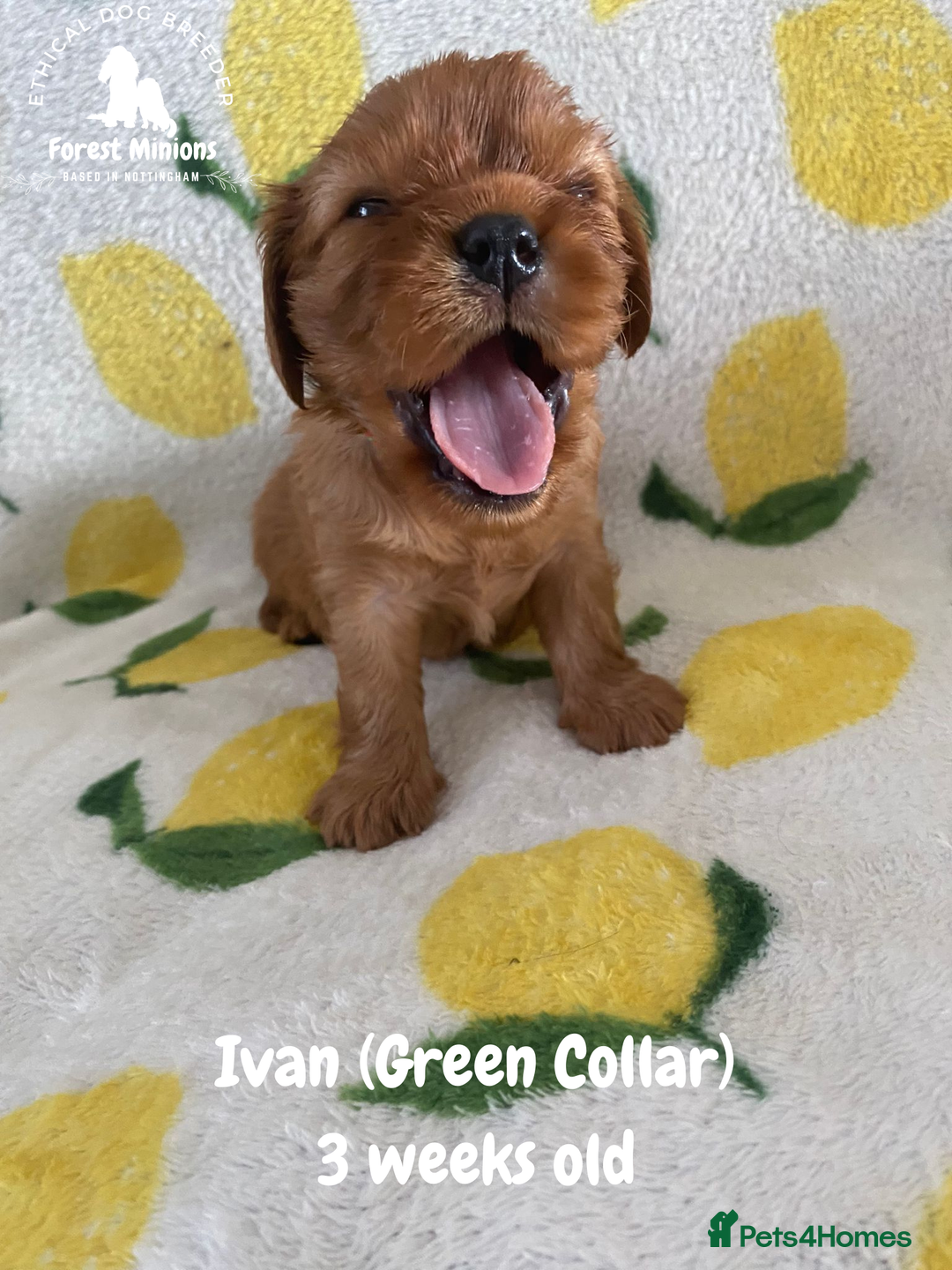 Cavalier King Charles Spaniel dogs for sale: Excessively tested Cavalier King Charles Spaniels - Image 17