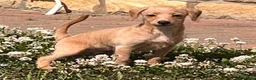 Mixed Breed dogs for sale: Just one Pootalian girl left - Advert 5