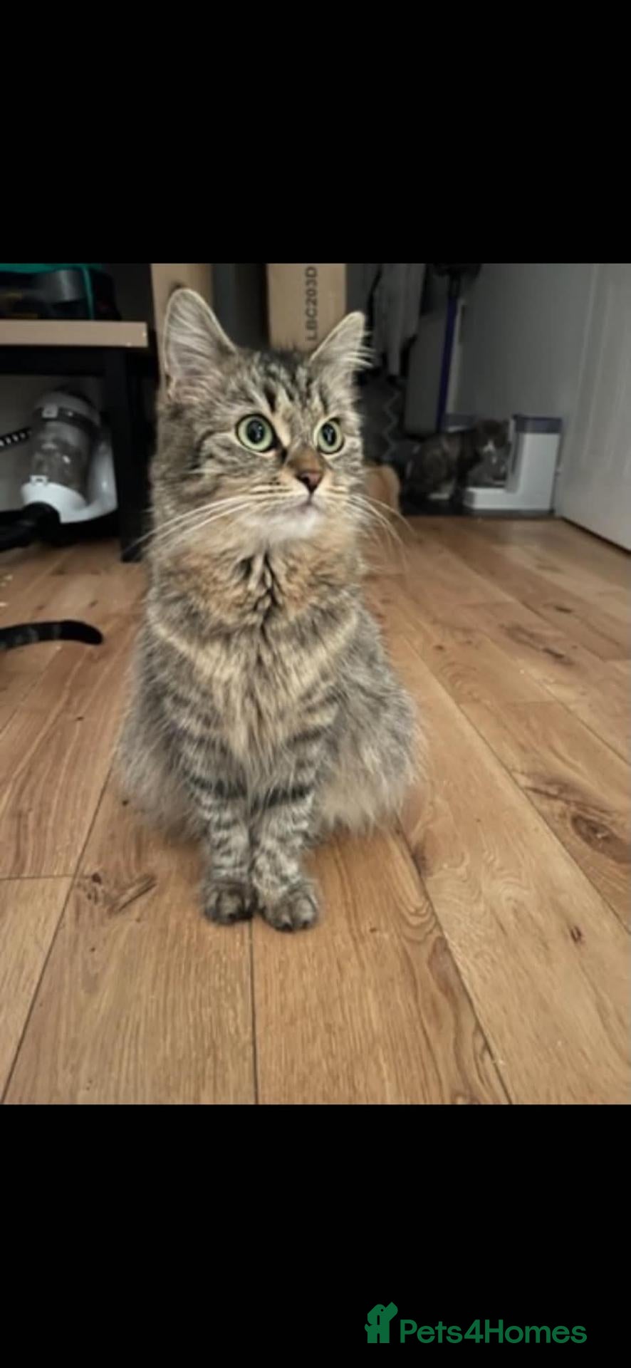 Mixed Breed cats Mixed breed half Maine coone kittens ready to go - Advert 3