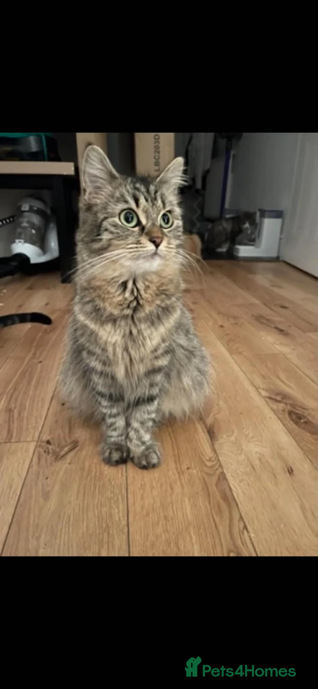 Mixed Breed cats for sale: Mixed breed half Maine coone kittens ready to go - Advert 1