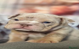 English Bulldog dogs for sale: KC REGISTED TOP BLOODLINE  - Image 5