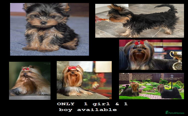Yorkshire Terrier dogs The Royal KC reg 18 champions in bloodline - Advert 2