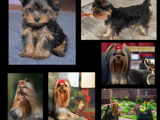 Yorkshire Terrier dogs The Royal KC reg 18 champions in bloodline - Advert 7