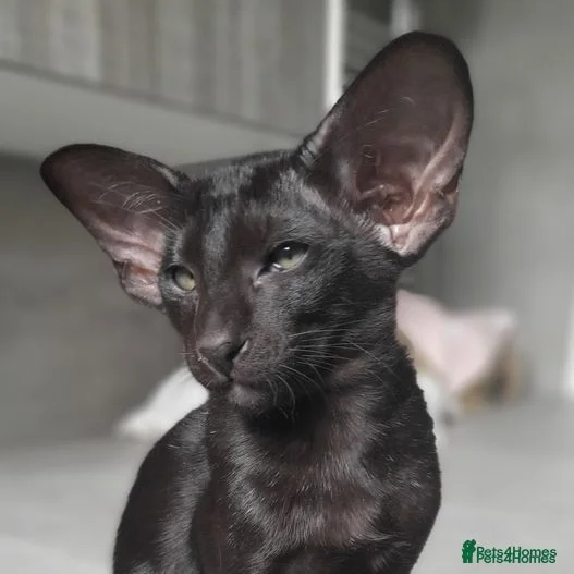 Oriental cats Supreme Pedigree Large Modern Shape Orientals GCCF - Advert 5