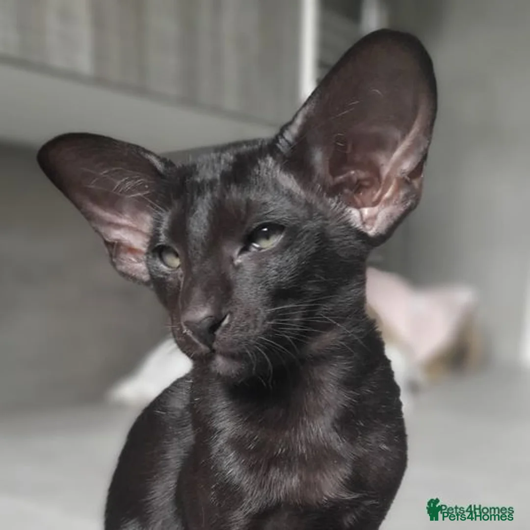 Oriental cats for sale: Supreme pedigree Oriental kittens GCCF reg - Advert 23