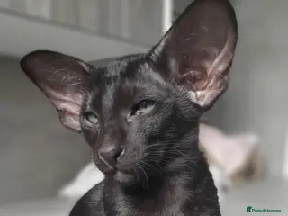 Oriental cats Supreme Pedigree Large Modern Shape Orientals GCCF - Advert 5