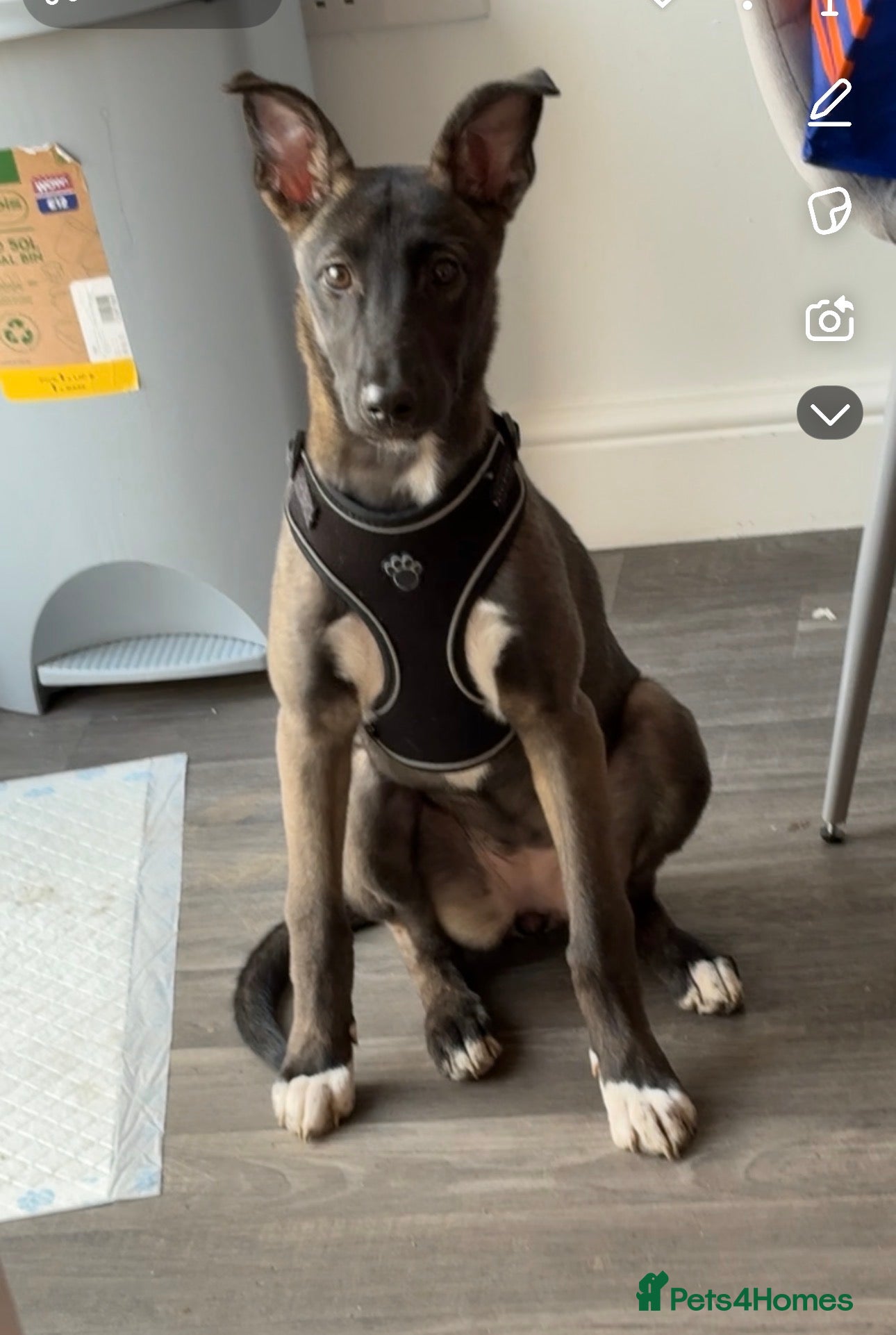 Mixed Breed dogs Bella Akita X Lurcher  - Advert 1