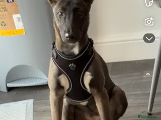 Mixed Breed dogs Bella Akita X Lurcher - Advert 1