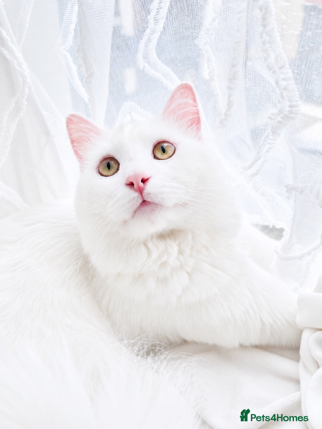 Turkish Angora cats Beautiful Turkish Angora Cat  - Advert 2