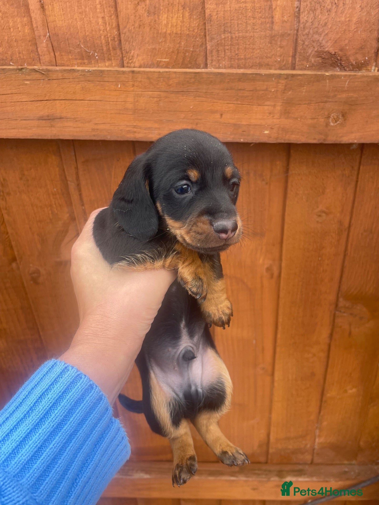 Dachshund dogs for sale: Dashound miniature puppies  - Advert 15