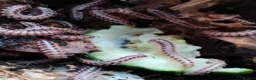 Millipedes invertebrates for sale: Antheromorpha uncinata pink flatback juveniles  - Advert 4