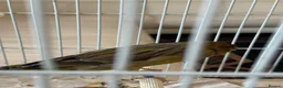 Canaries birds for sale: Yourkshire canary birds in Harrow - Advert 4