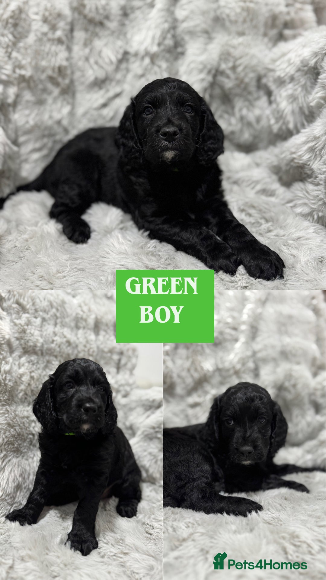 Cockapoo dogs for sale: F2 cockapoo puppies  - Advert 28