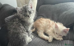 Maine Coon cats for sale: Main Coon kittens for sale - Image 17