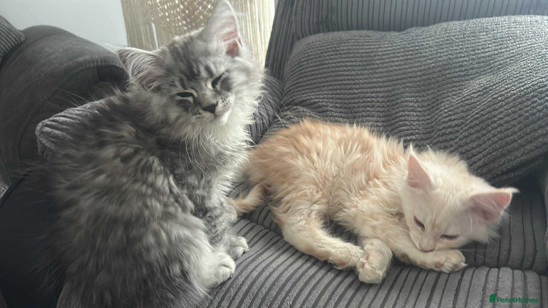 Maine Coon cats for sale: Main Coon kittens for sale - Image 17