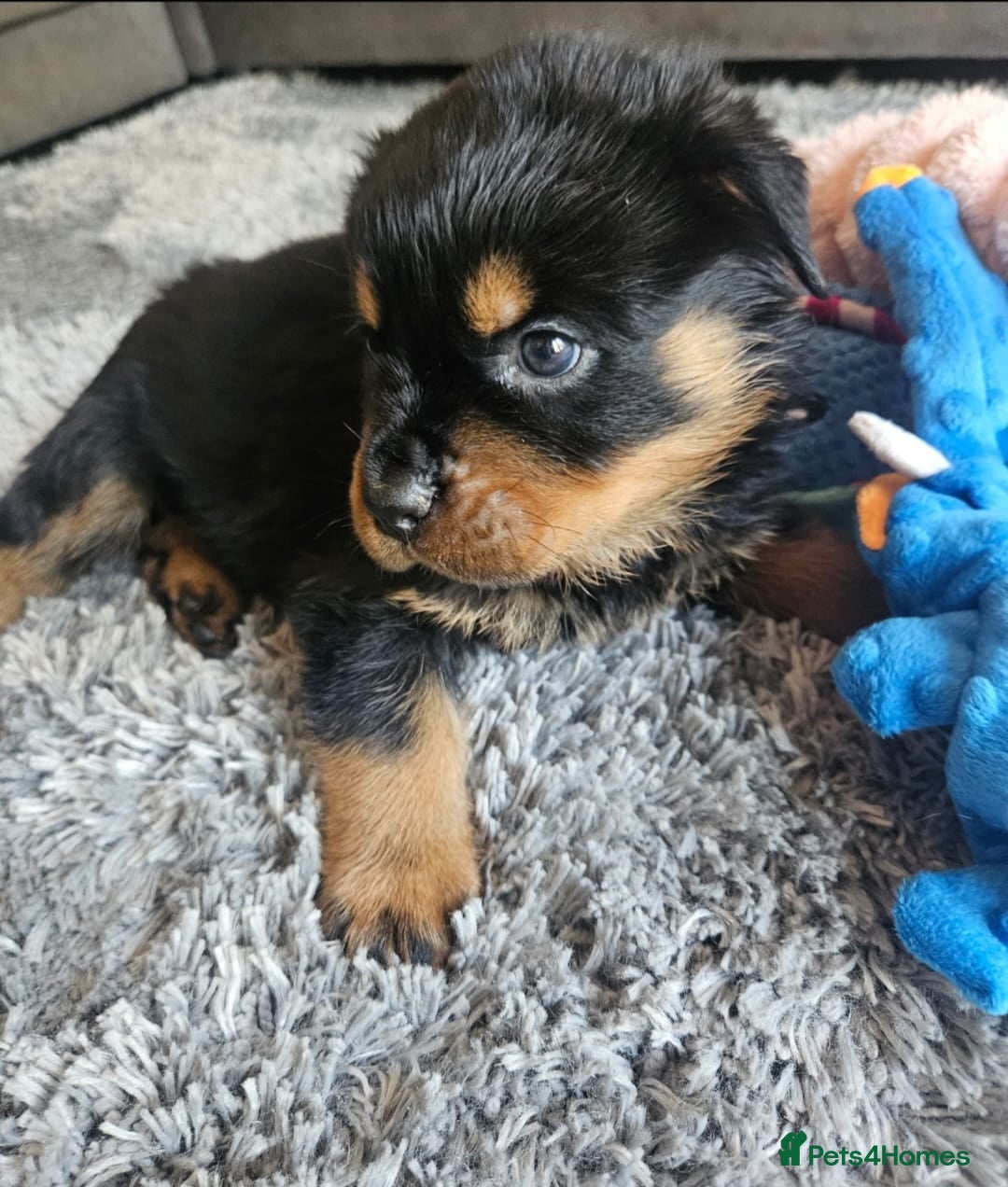 Rottweiler dogs for sale: Beautiful rottweiler puppies - Image 16